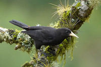 Red-rumped Cacique