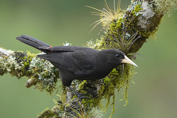 Red-rumped Cacique