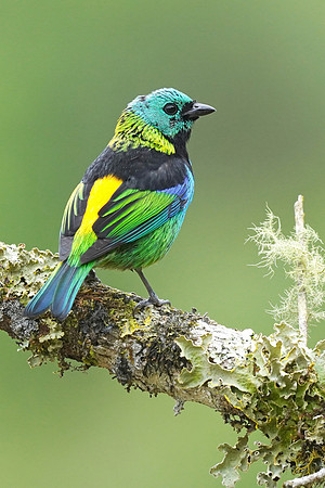 Green-headed Tanager