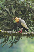 Buff-necked Ibis