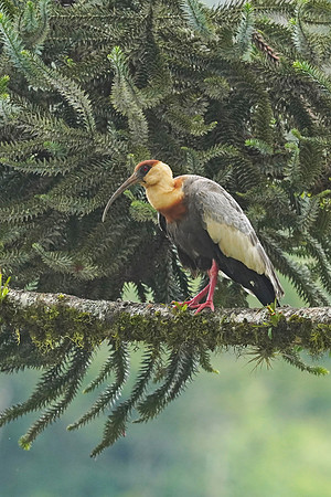 Buff-necked Ibis