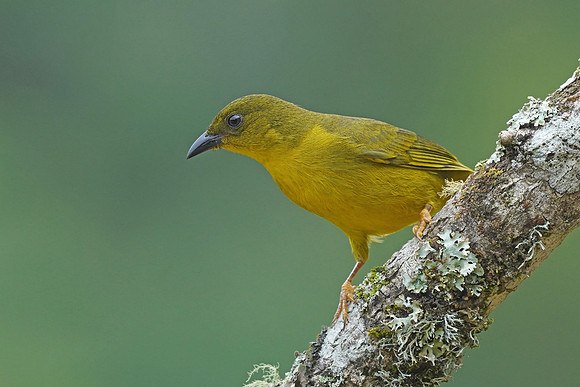 Olive-green Tanager