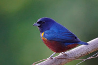 Chestnut-bellied Euphonia