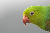 Plain Parakeet