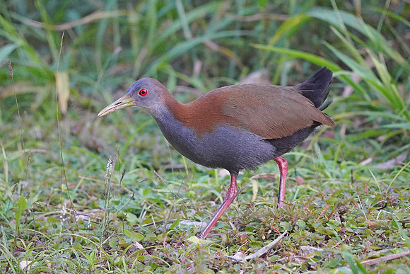 Slaty-breasted Wood-Rail