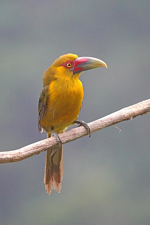 Saffron Toucanet