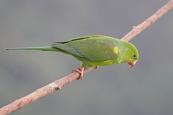 Plain Parakeet