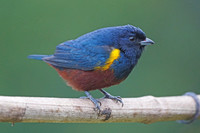Chestnut-bellied Euphonia