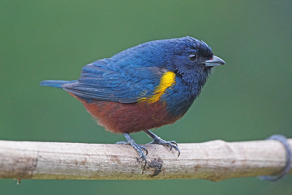 Chestnut-bellied Euphonia