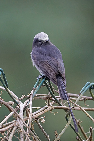 Long-tailed Tyrant