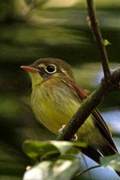 Russet-winged Spadebill