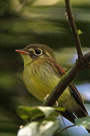 Russet-winged Spadebill
