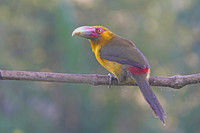 Saffron Toucanet