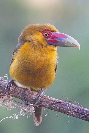 Saffron Toucanet