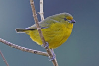 Chestnut-bellied Euphonia