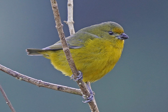 Chestnut-bellied Euphonia