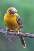 Saffron Toucanet