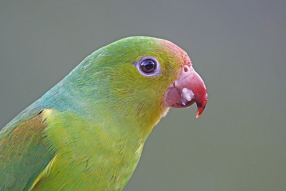 Plain Parakeet