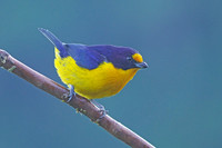 Violaceous Euphonia