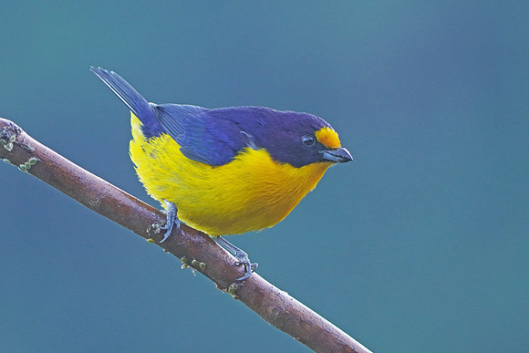 Violaceous Euphonia