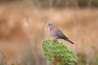 Laughing Dove
