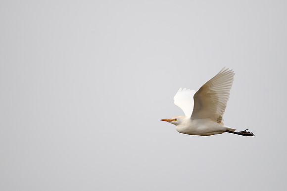 Cattle Egret