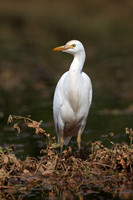 Herons