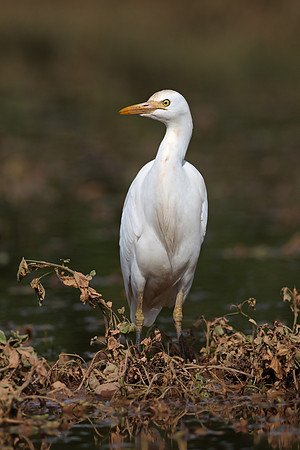 Cattle Egret