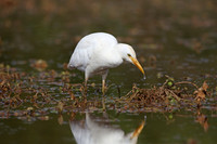 Cattle Egret