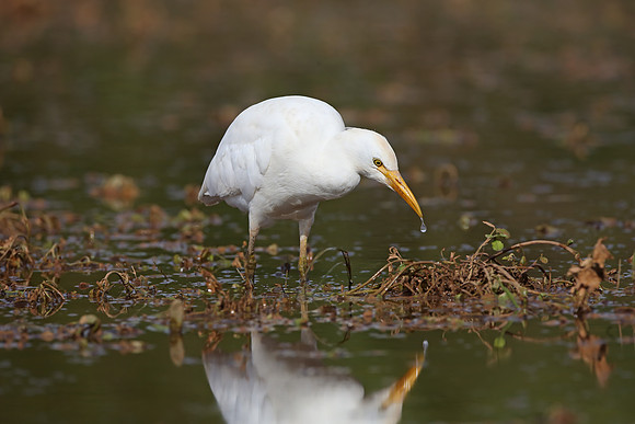 Cattle Egret