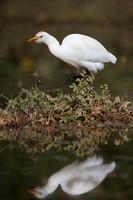 Cattle Egret