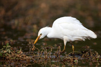 Cattle Egret