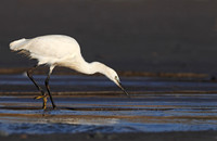 Little Egret