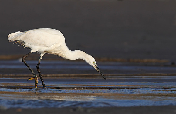 Little Egret