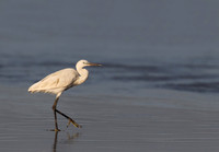 Little Egret