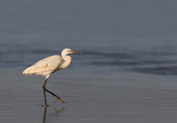 Little Egret