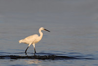 Little Egret