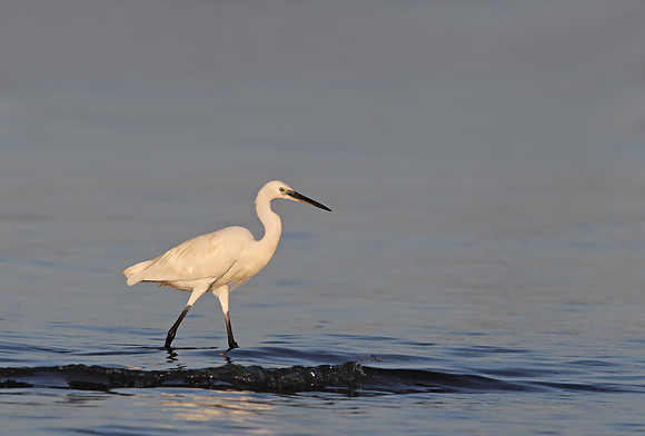 Little Egret