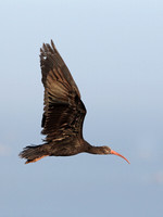 Bald Ibis