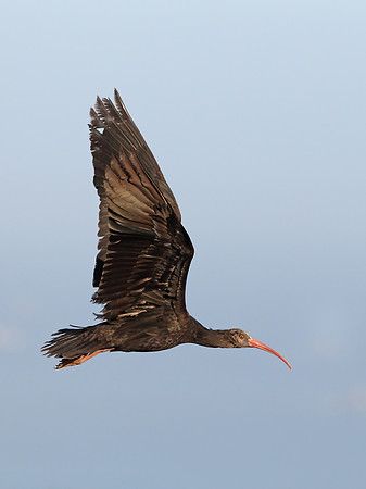 Bald Ibis