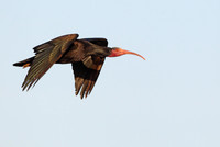 Bald Ibis