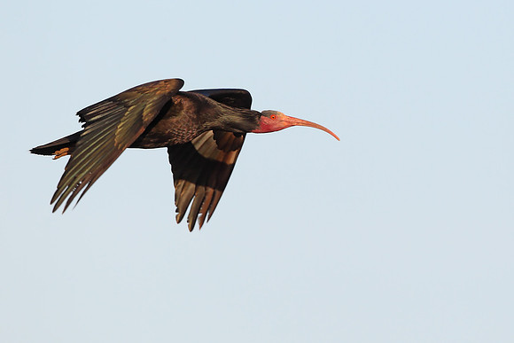 Bald Ibis