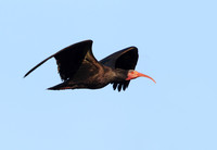 Bald Ibis