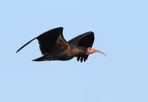 Bald Ibis