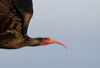 Bald Ibis