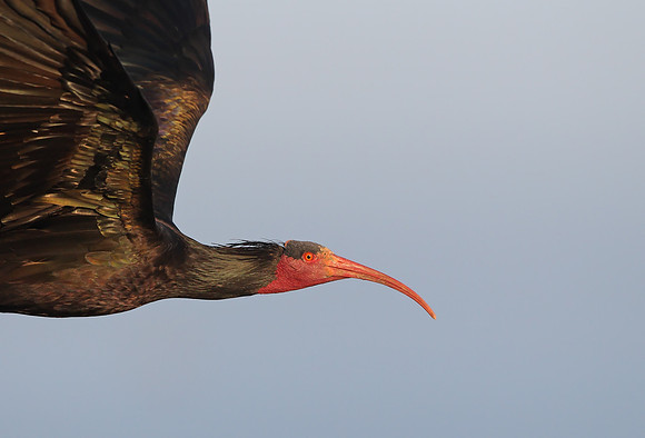 Bald Ibis