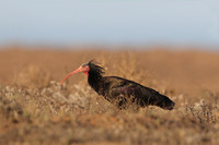 Bald Ibis