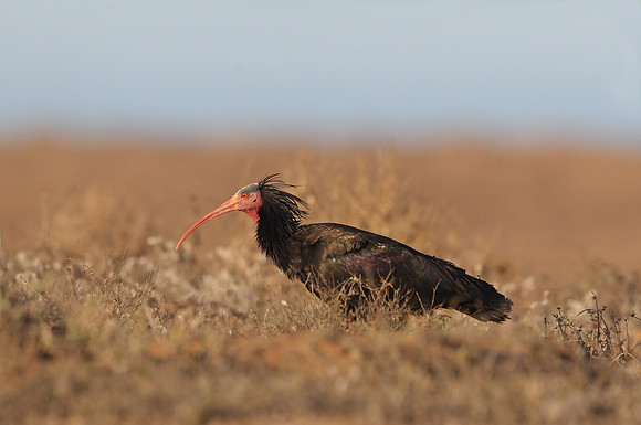 Bald Ibis