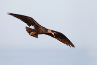 Bald Ibis