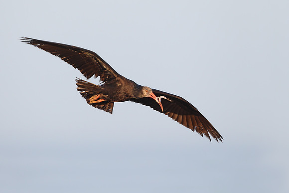 Bald Ibis